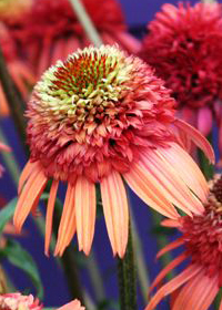 Echinacea 'Irresistible'